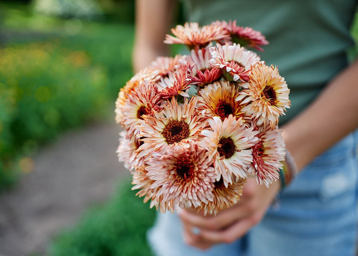 Edible Petals - Seed Collection - Ed's Plant Shop