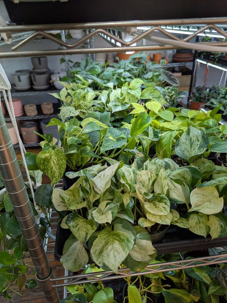 Group of Manjula Pothos plants at Ed's Plant Shop for gift card recipients