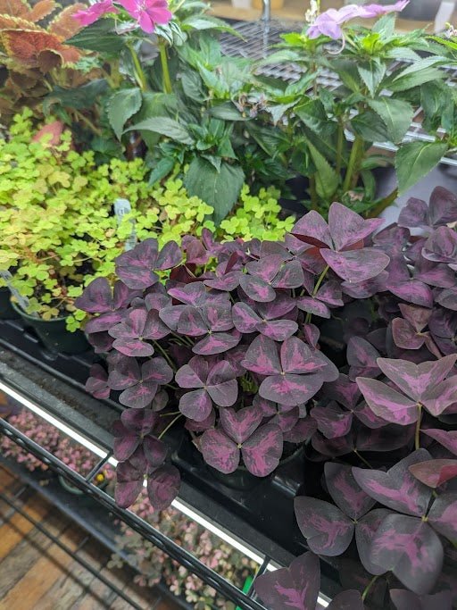 In-store display of rare houseplants at Ed's Plant Shop, available with E-Gift Card