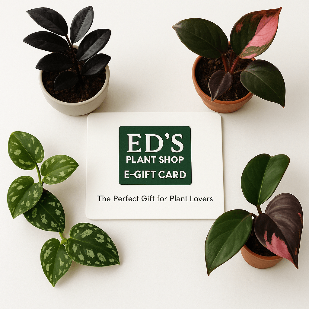 Ed's Plant Shop E-Gift Card with Raven ZZ, Pink Princess, Scindapsus and houseplants