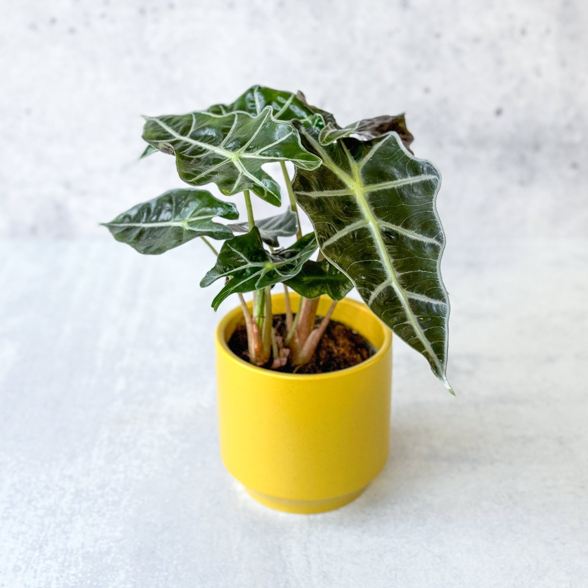 Alocasia Polly in yellow planter, one of the many plants available with Ed's Plant Shop E-Gift Card