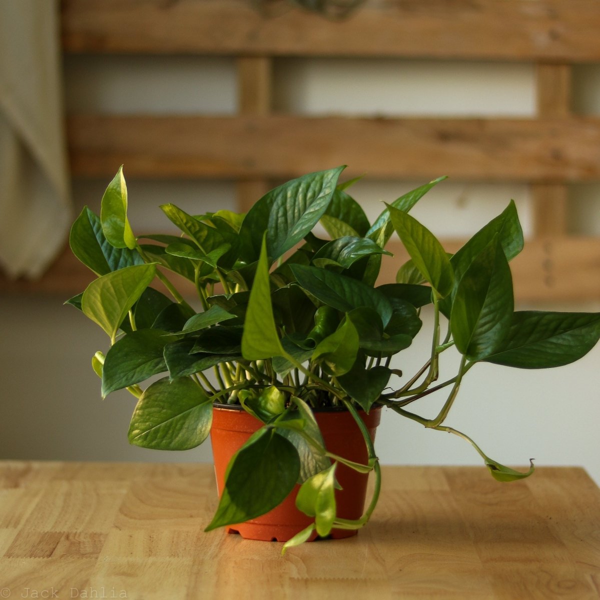 Jade Pothos in a red planter on a desk