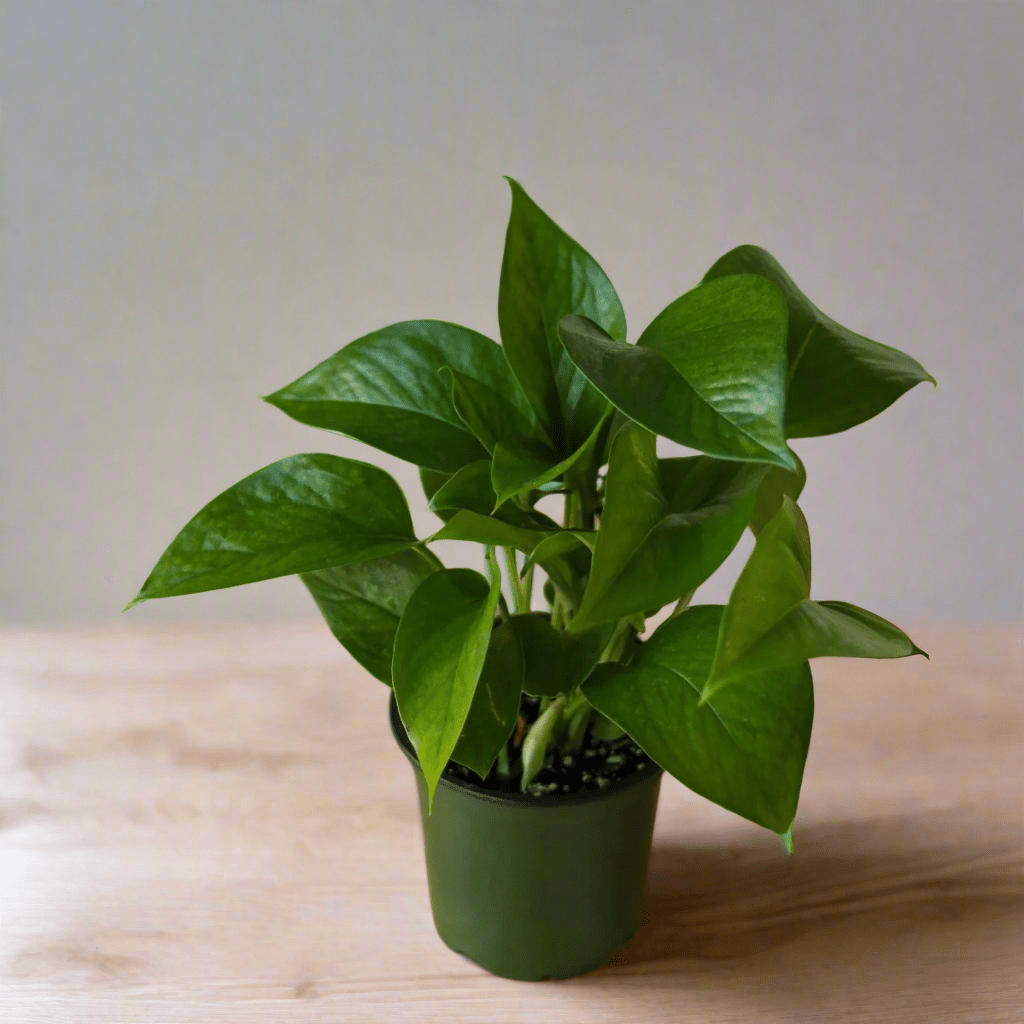 Jade Pothos plant with solid dark green, heart-shaped leaves in a nursery pot