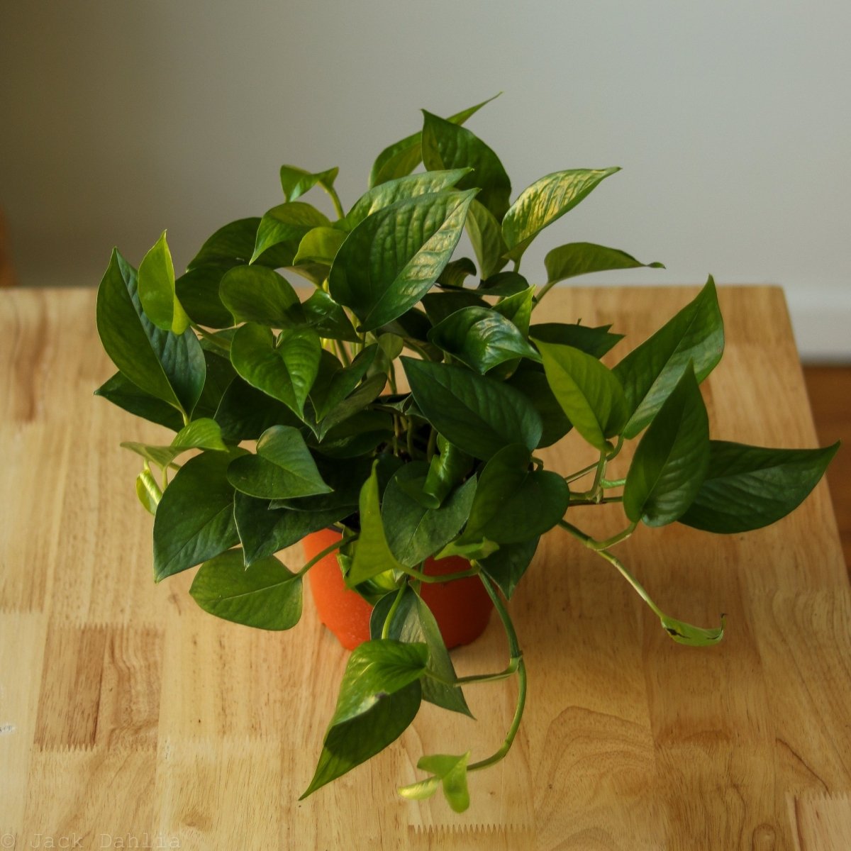 Tabletop Jade Pothos in a decorative planter with trailing stems