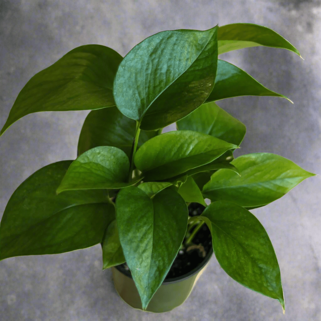 Close-up of Jade Pothos leaves with smooth texture and uniform green color