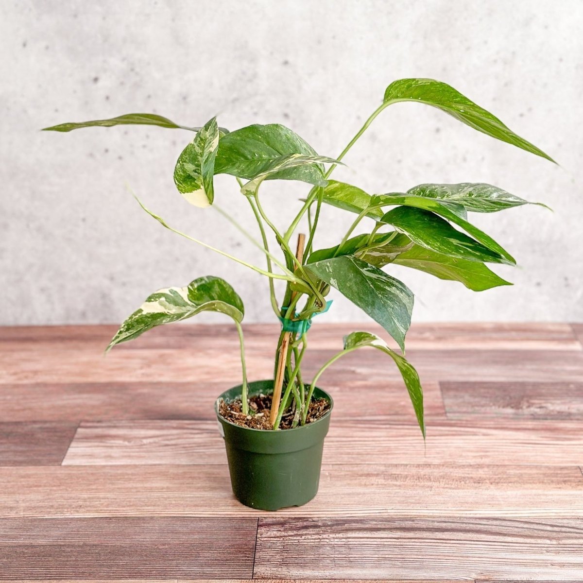 Epipremnum pinnatum albo - Rare Variegated Pothos - Ed's Plant Shop