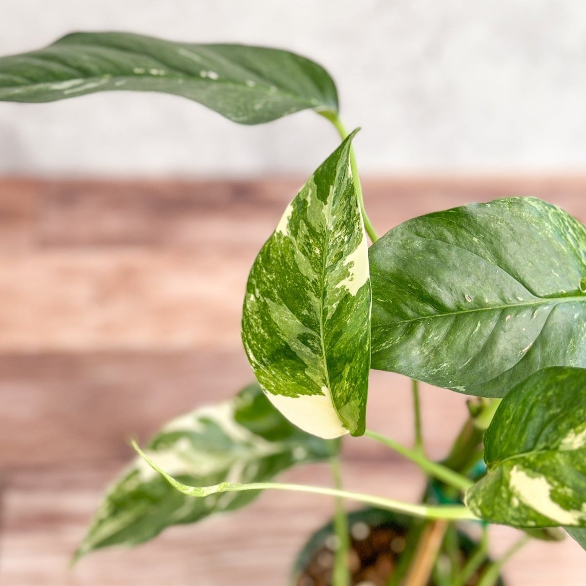 Epipremnum pinnatum albo - Rare Variegated Pothos - Ed's Plant Shop