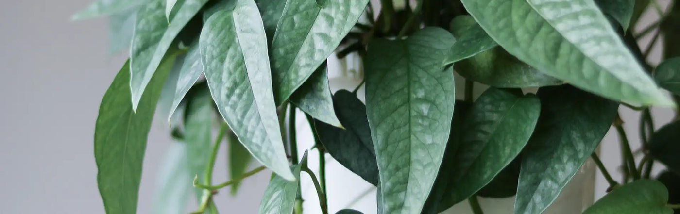 Close-up of glossy green Epipremnum Pinnatum 'Cebu Blue' Pothos leaves
