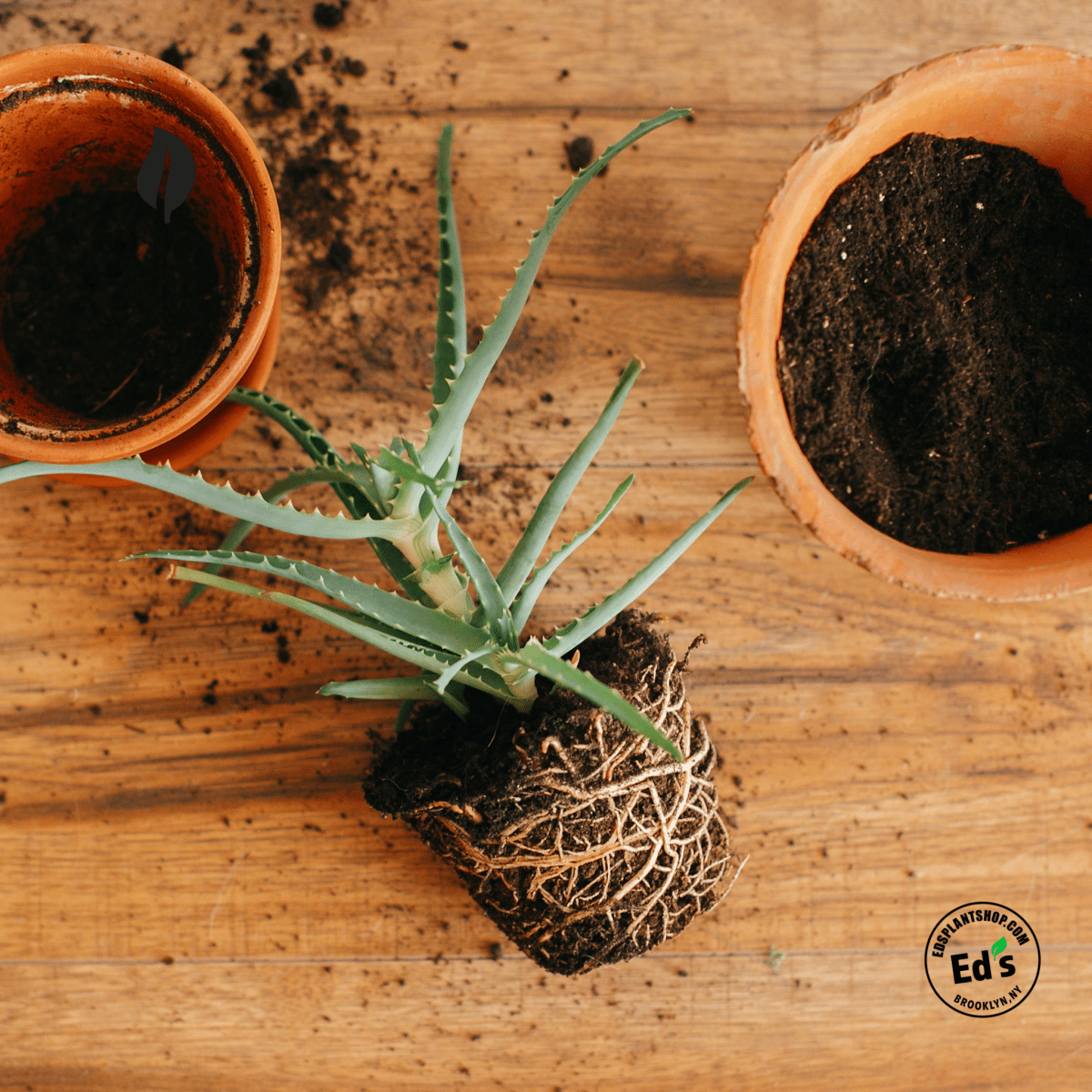 Houseplant Transplant Services Brooklyn