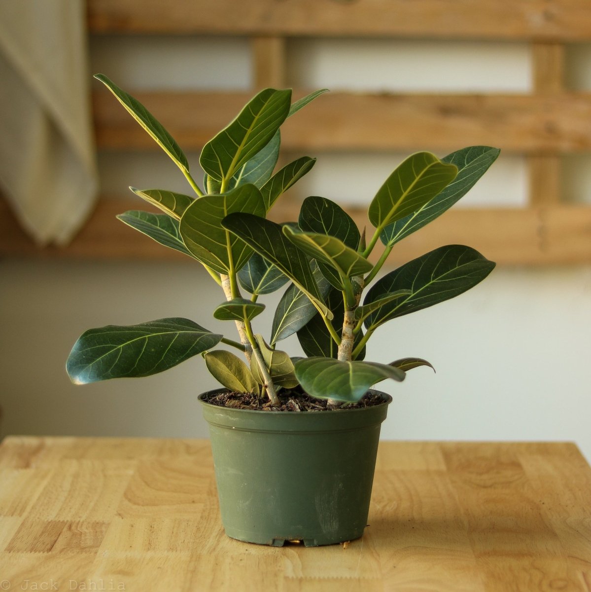 Ficus Audrey plant with velvety green leaves in nursery pot indoors