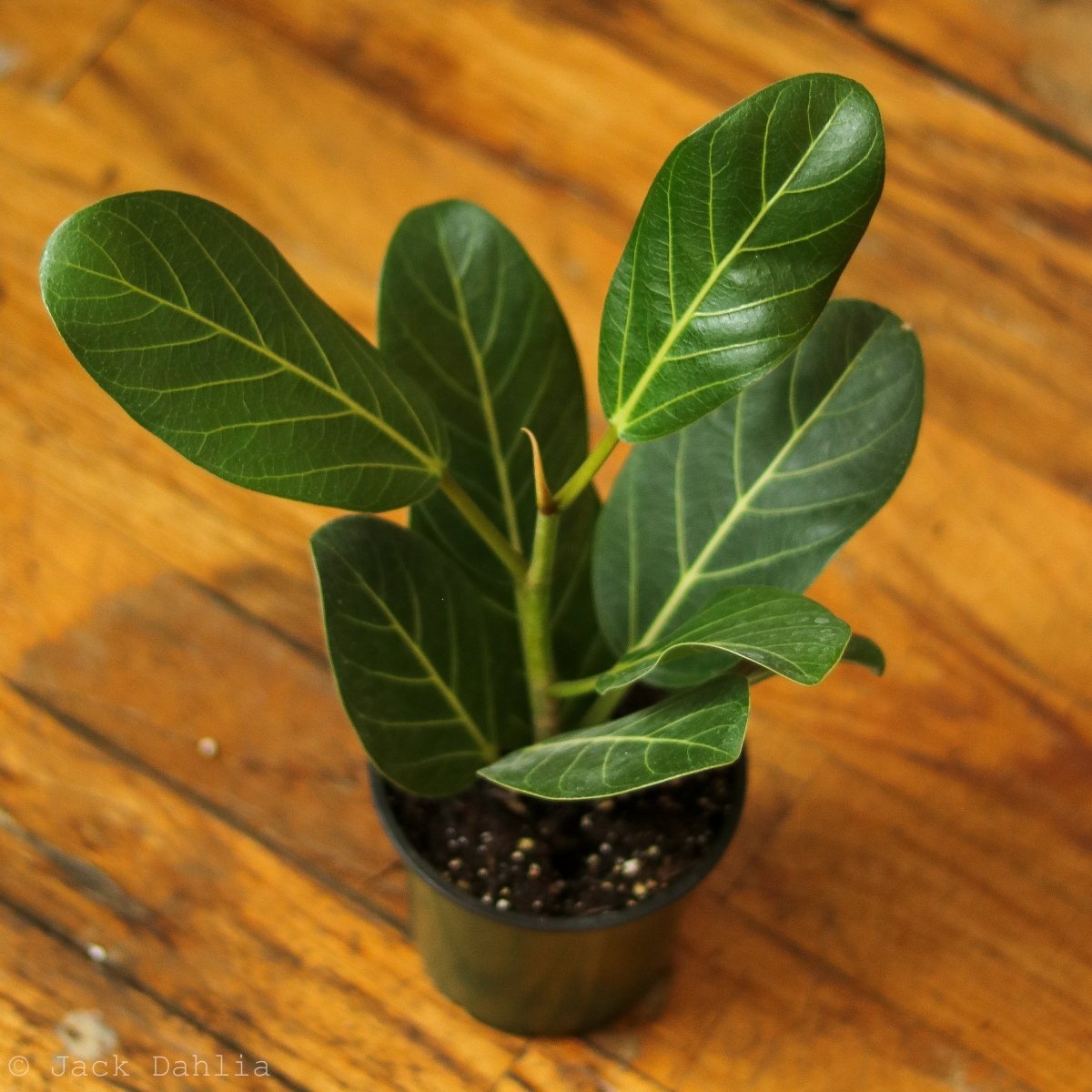 Close-up of Ficus Benghalensis Audrey leaf showing pale veins