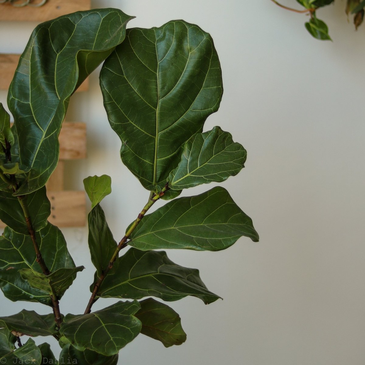 Close up of Large Ficus Lyrata 'Fiddle Leaf Fig' floor plant at Ed's Plant Shop