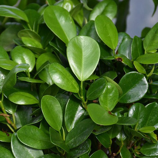 Ficus Moclame Close-up of green leaves with a blurred background