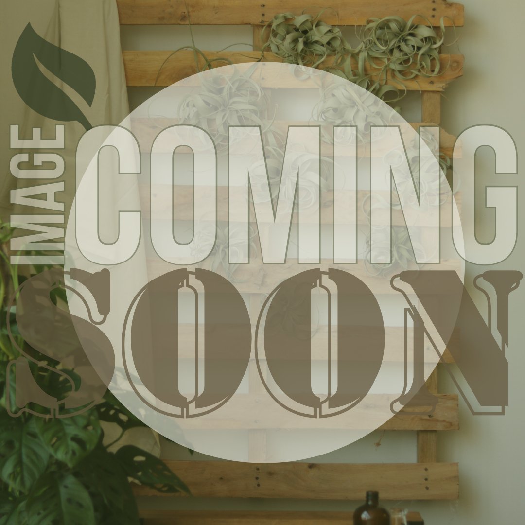 Ficus monclame - Ficus Floor Plant - Ed's Plant Shop