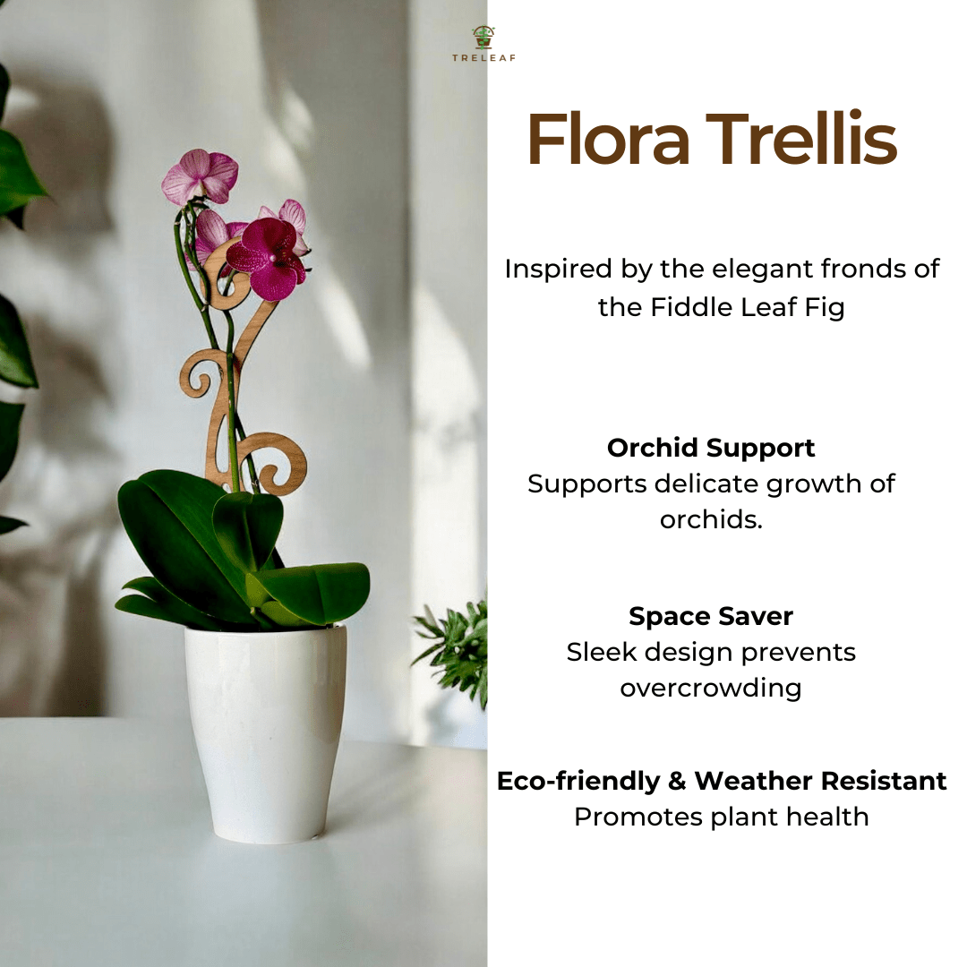 Flora - Fiddlehead Fern Inspired Indoor Plant Trellis for Orchids & Vining Houseplants - Ed's Plant Shop