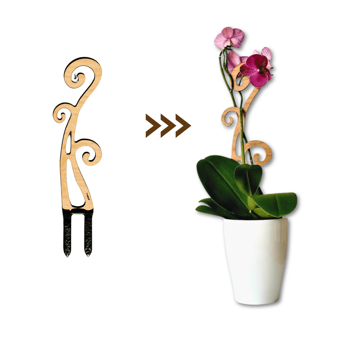 Flora - Fiddlehead Fern Inspired Indoor Plant Trellis for Orchids & Vining Houseplants - Ed's Plant Shop