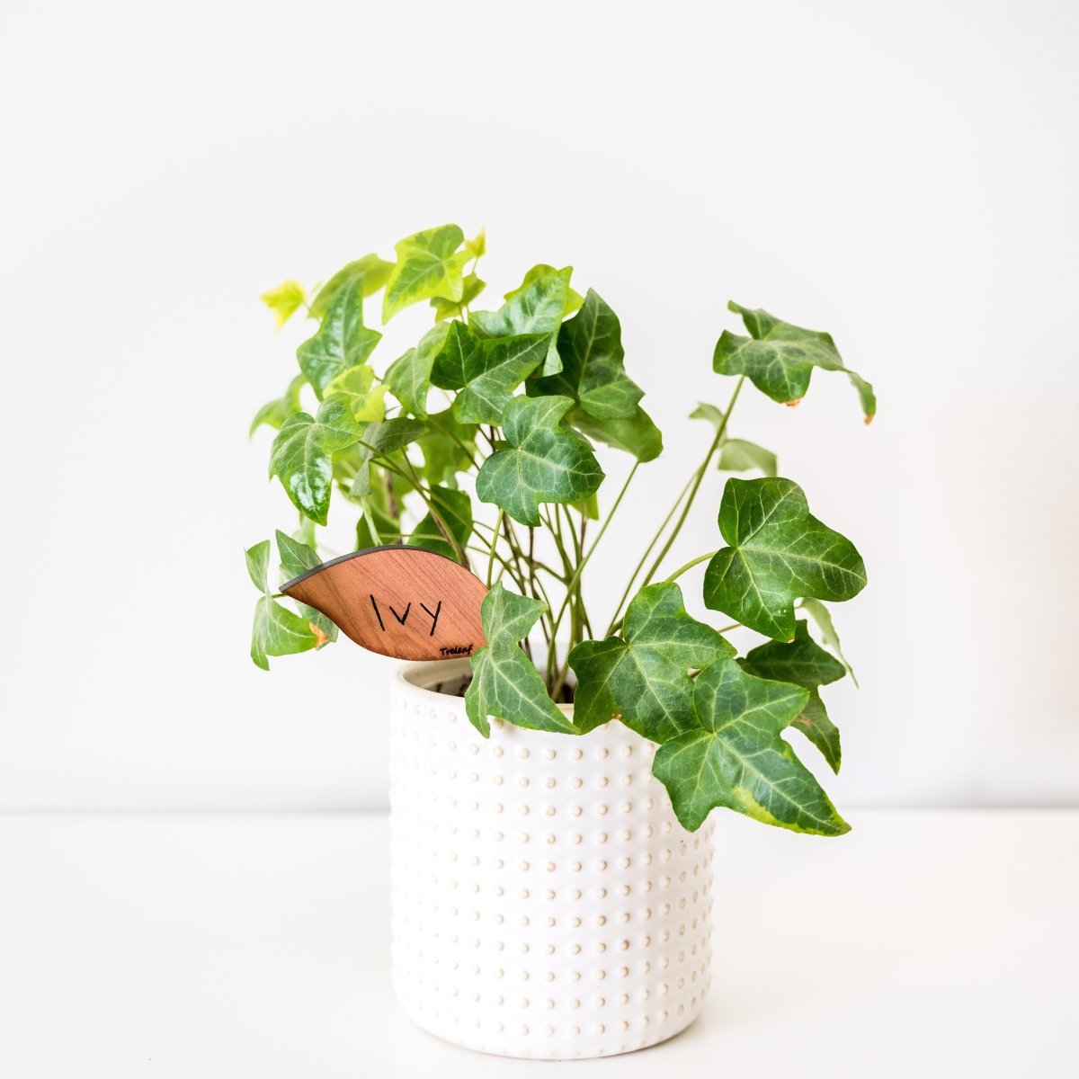 Folia – Wooden Leaf - Shaped Plant Tags (Set of 12) - Ed's Plant Shop