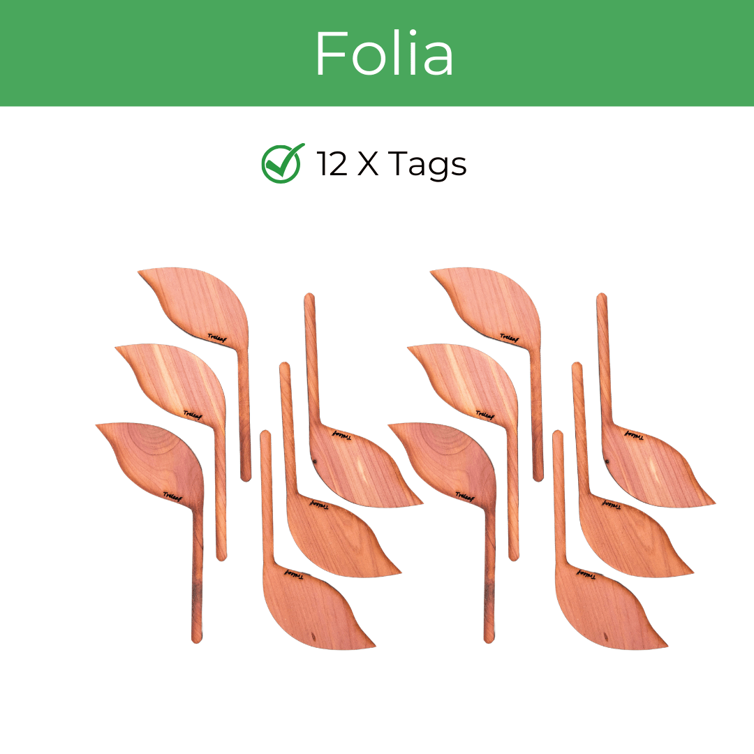 Folia – Wooden Leaf - Shaped Plant Tags (Set of 12) - Ed's Plant Shop