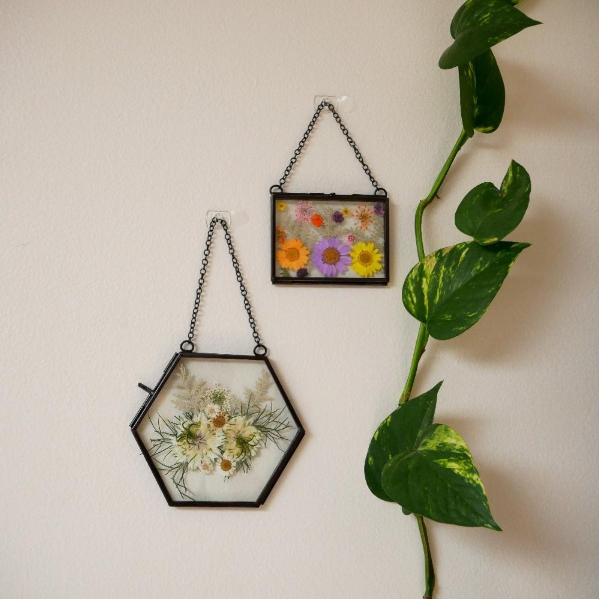 Framed Pressed Flowers Kit - Ed's Plant Shop