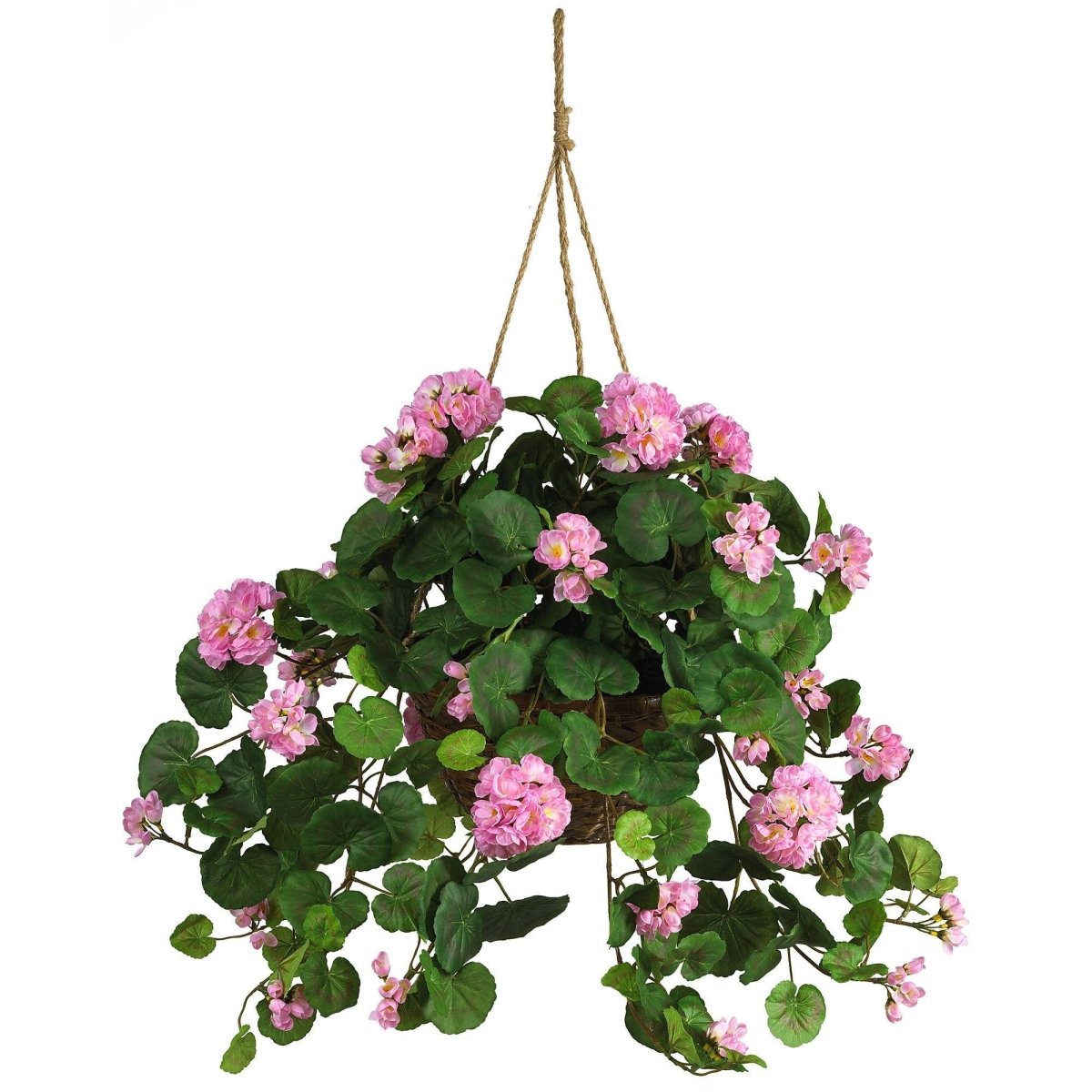 Geranium Hanging basket with pink flowers and green leaves on a white background