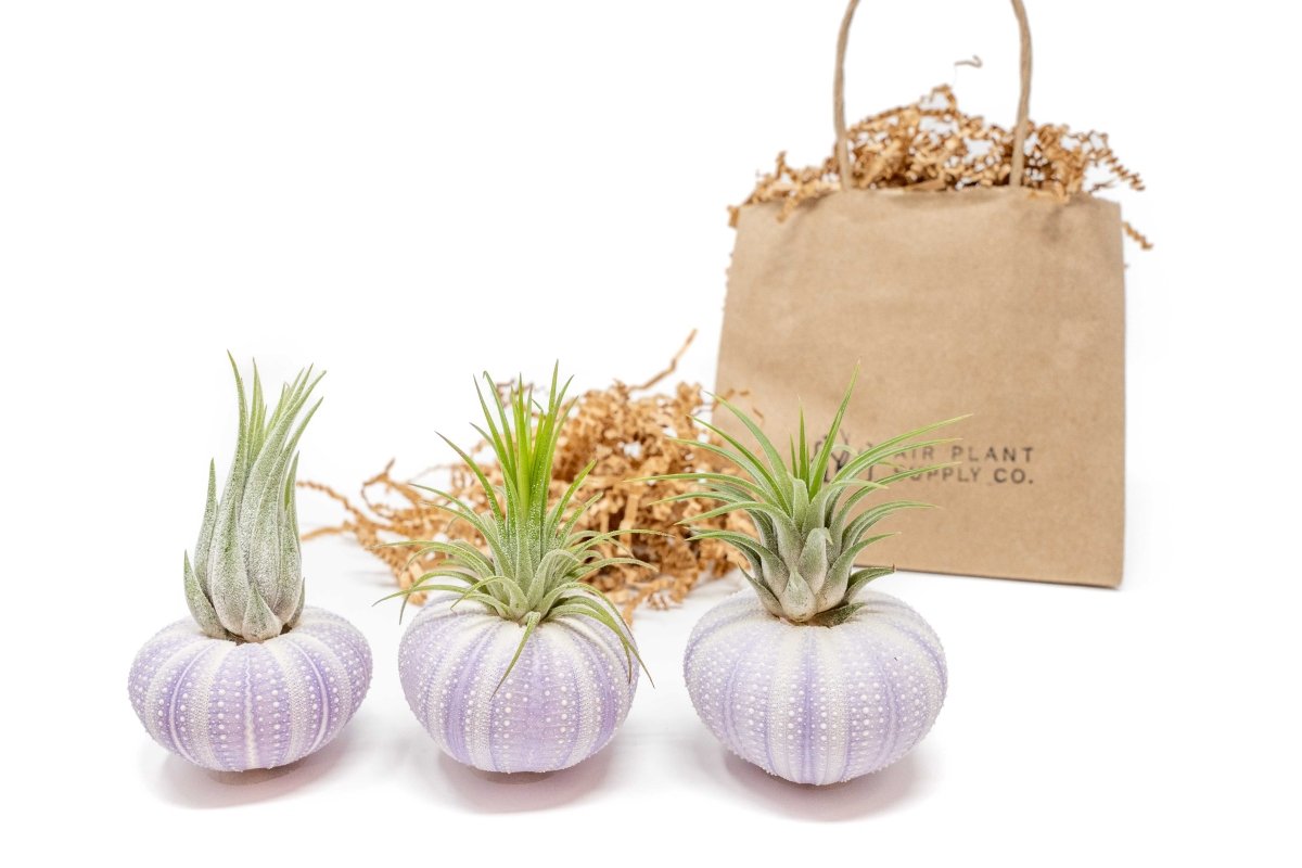 Gift Wrapped Purple Urchins with Tillandsia Air Plants - Ed's Plant Shop