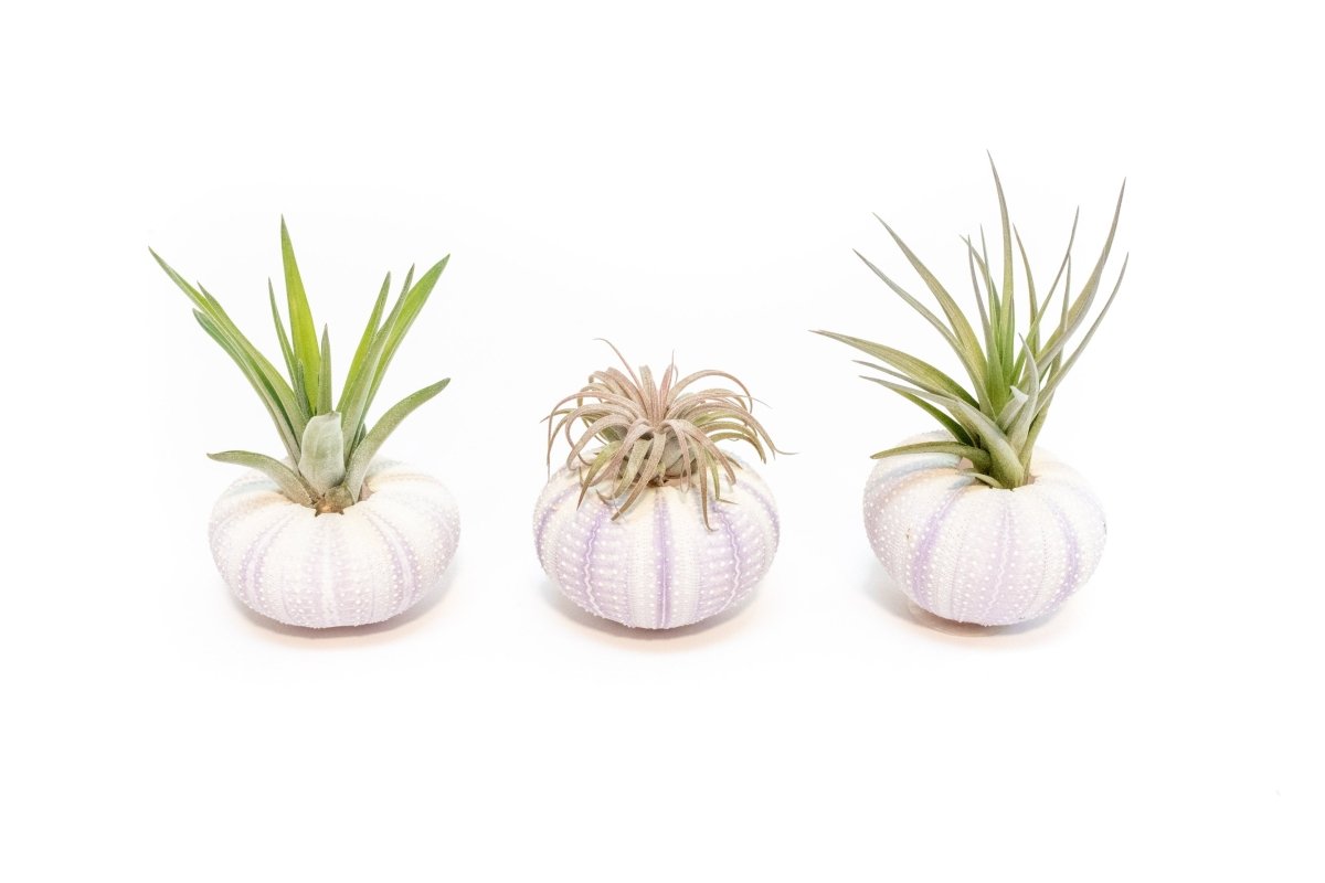 Gift Wrapped Purple Urchins with Tillandsia Air Plants - Ed's Plant Shop