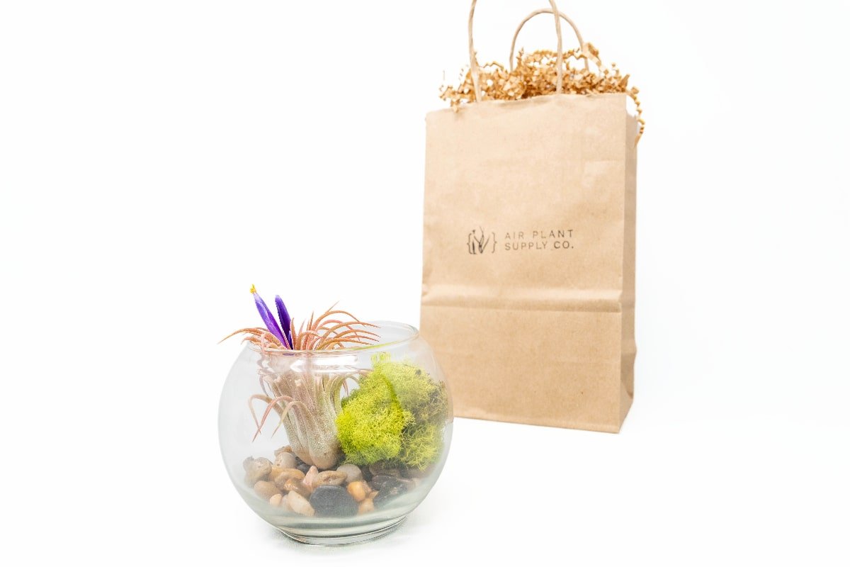 Gift Wrapped Terrarium Kits with Tillandsia Air Plants - Ed's Plant Shop