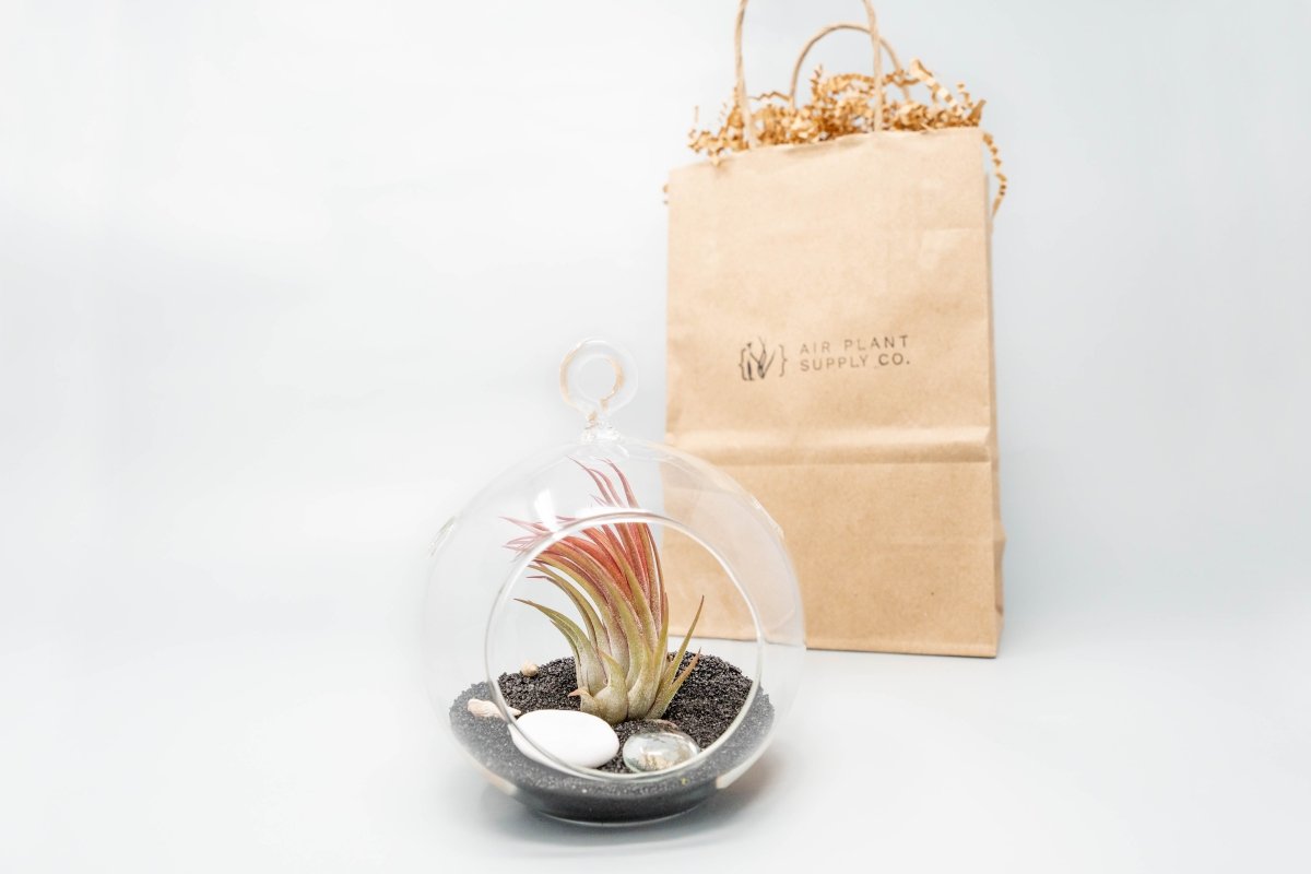 Gift Wrapped Terrarium Kits with Tillandsia Air Plants - Ed's Plant Shop