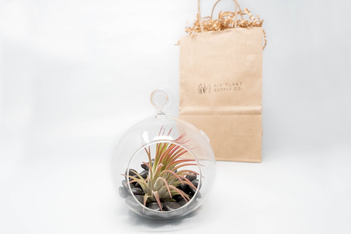Gift Wrapped Terrarium Kits with Tillandsia Air Plants - Ed's Plant Shop