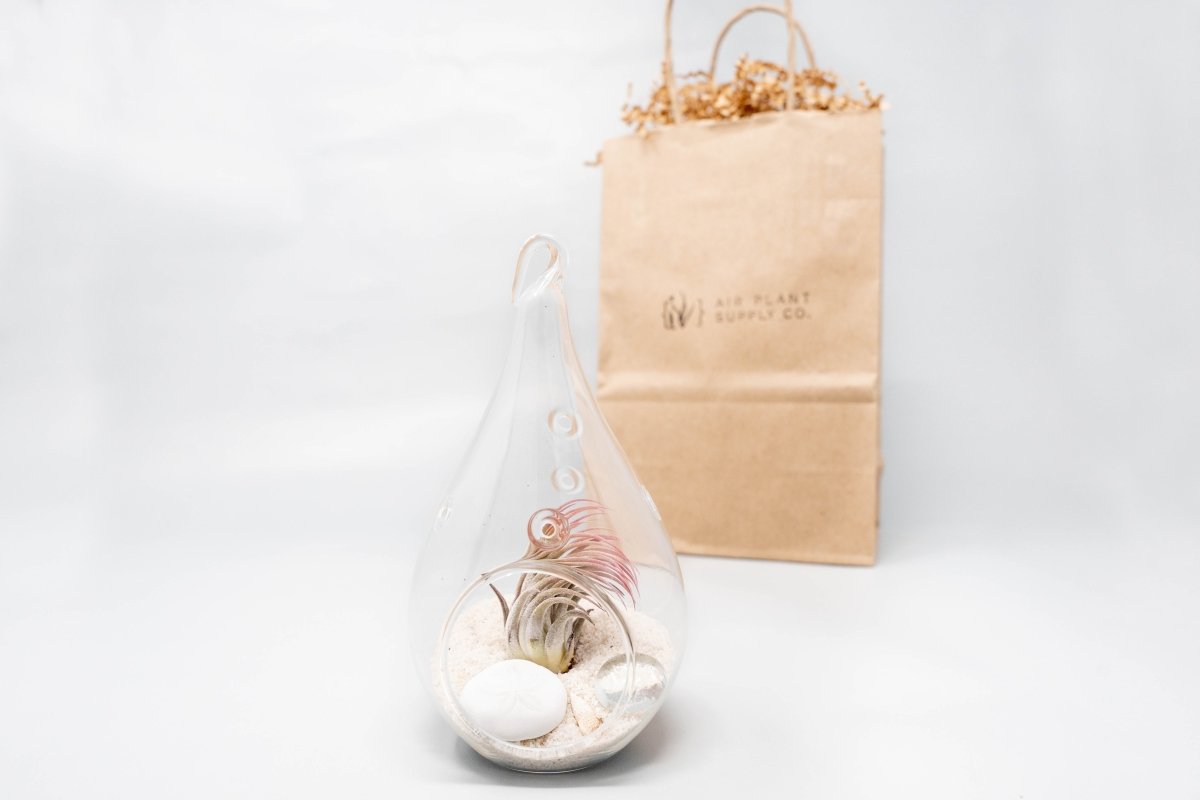 Gift Wrapped Terrarium Kits with Tillandsia Air Plants - Ed's Plant Shop