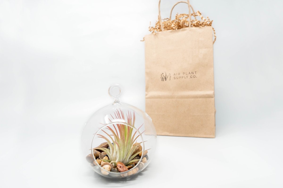 Gift Wrapped Terrarium Kits with Tillandsia Air Plants - Ed's Plant Shop