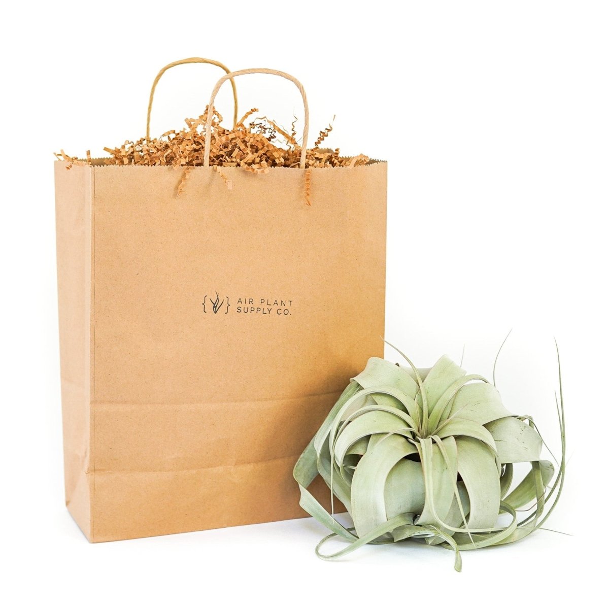 Gift Wrapped Tillandsia Xerographica - Ed's Plant Shop