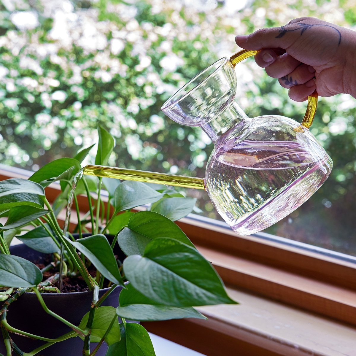 Glass Watering Can | Elegant, Multi - Functional Plant Care Tool - Ed's Plant Shop