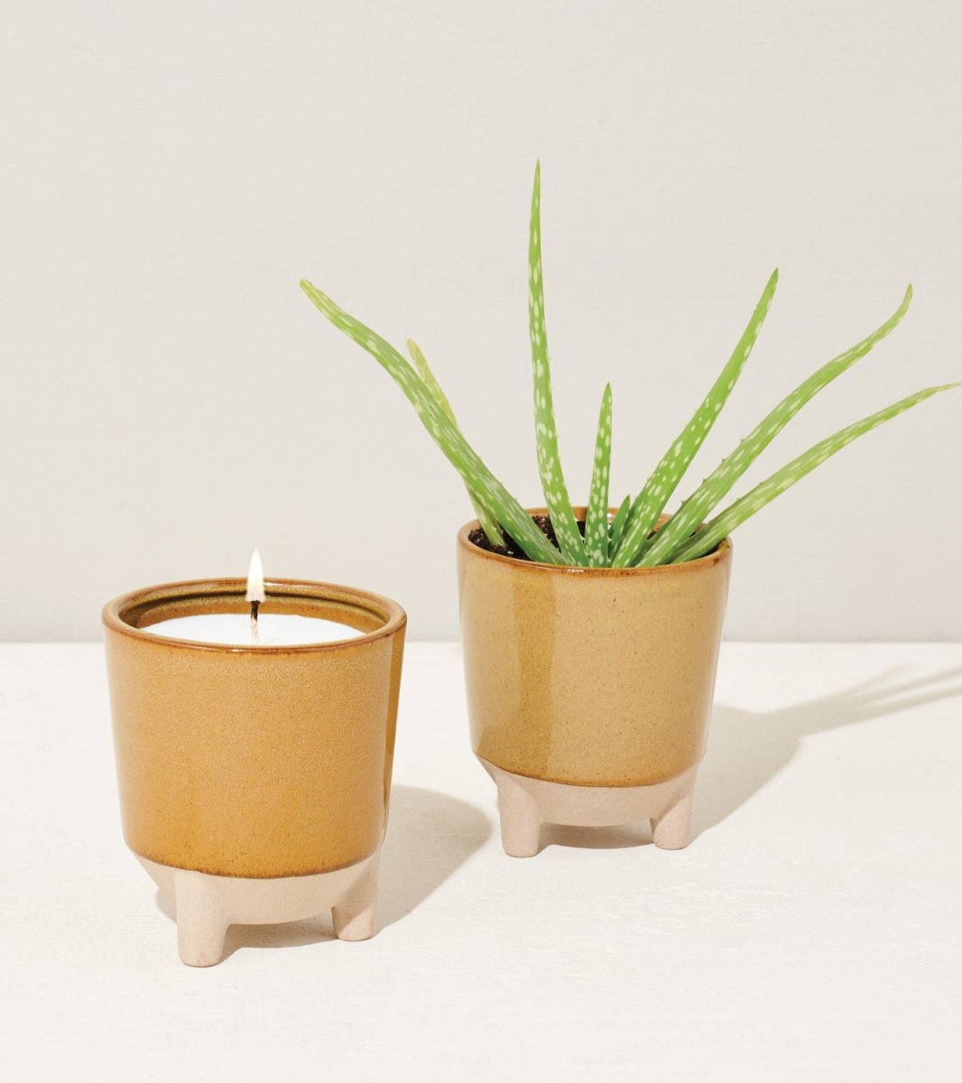 Glow & Grow Candle - to - Planter Kit – Basil, Daisies, Aloe, or Spruce - Ed's Plant Shop