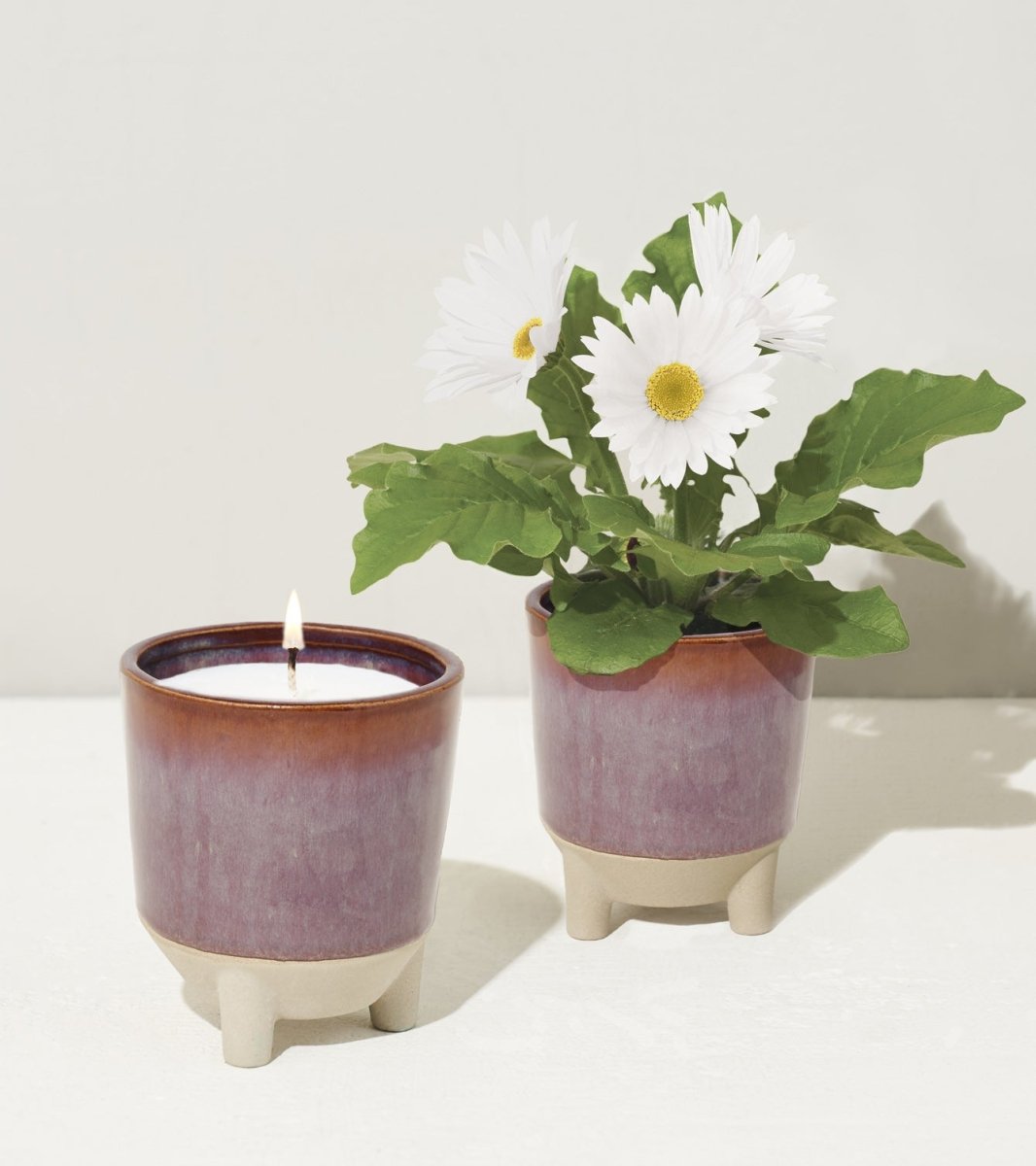 Glow & Grow Candle - to - Planter Kit – Basil, Daisies, Aloe, or Spruce - Ed's Plant Shop