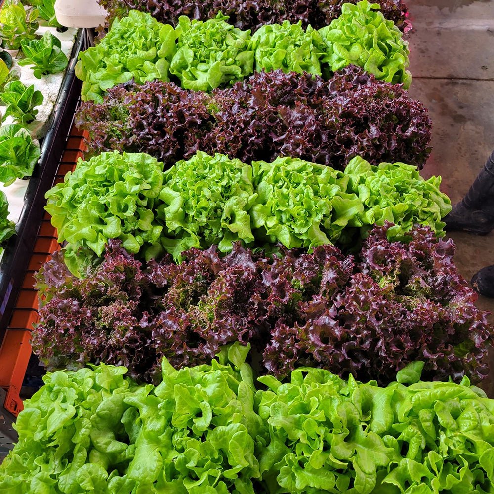 Greens & Veggies 3 - Tier Walden White LED Grow Tent Kit - Ed's Plant Shop