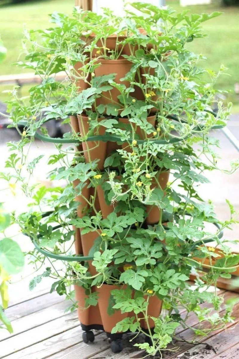 GreenStalk Garden Plant Support (Set of 3) - Ed's Plant Shop