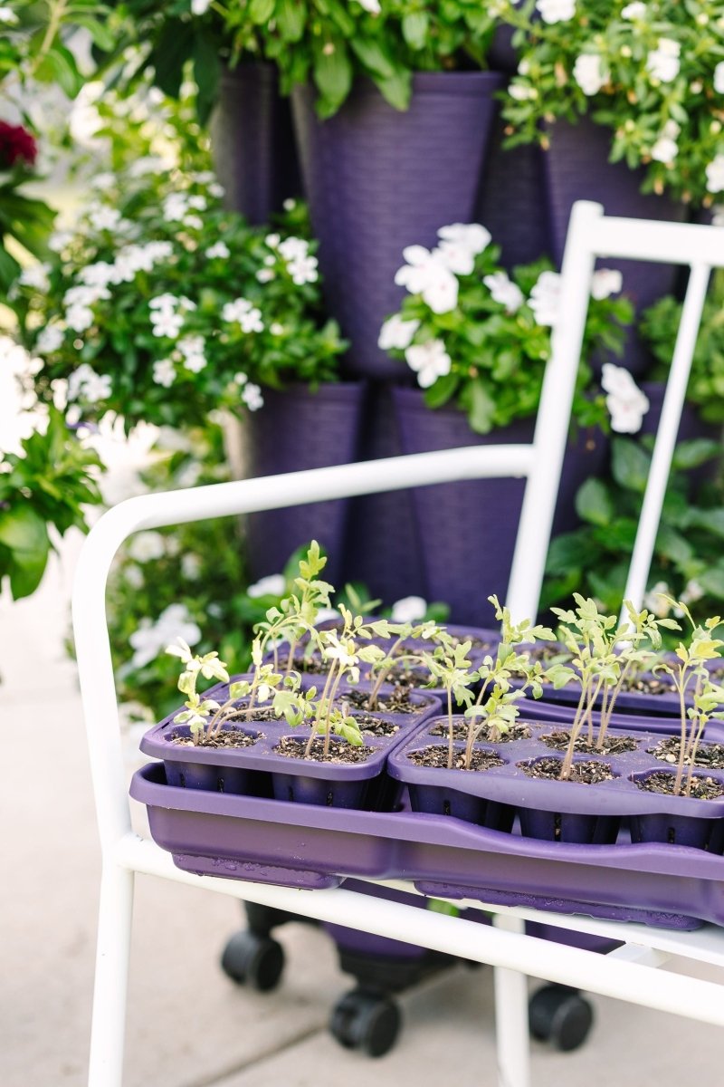 GreenStalk Garden Seed Starter Kit with Domes - Ed's Plant Shop