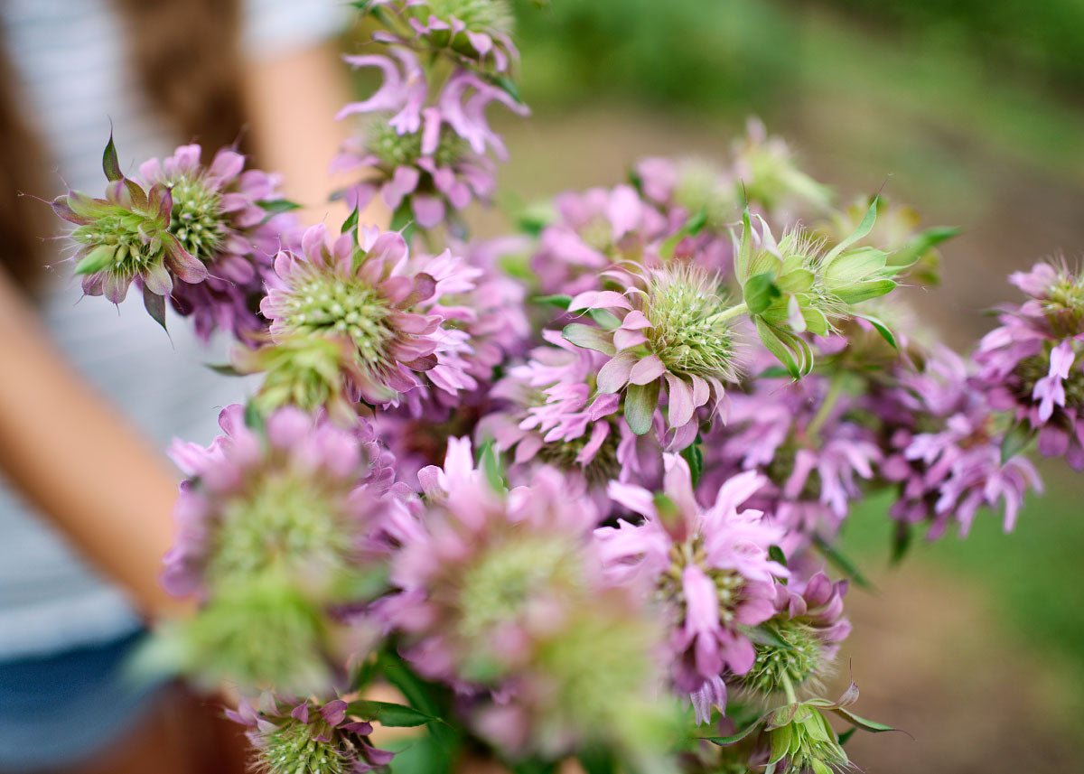 Bouquet of Lemon Balm flowers up close