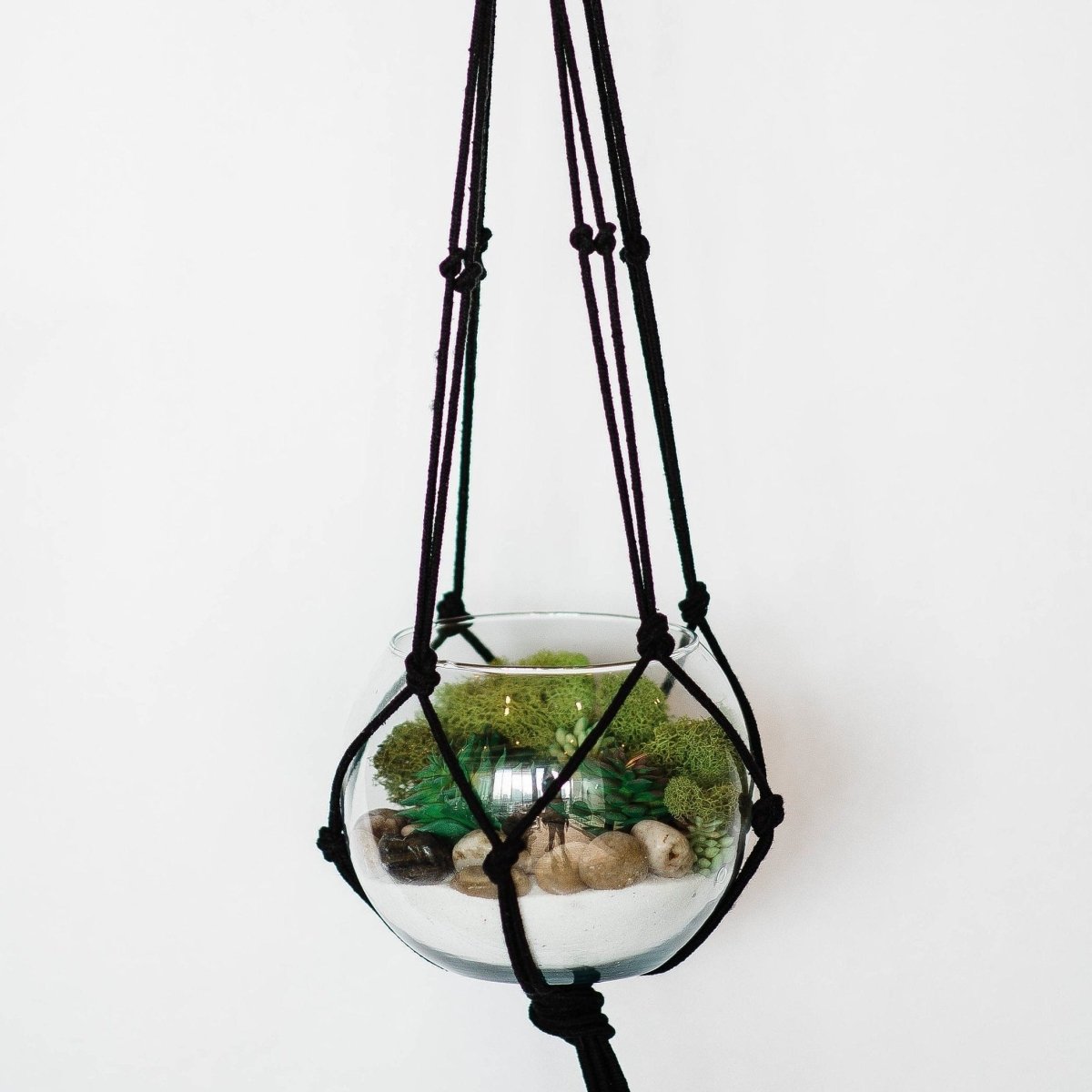 Hanging Terrarium Kit - Ed's Plant Shop