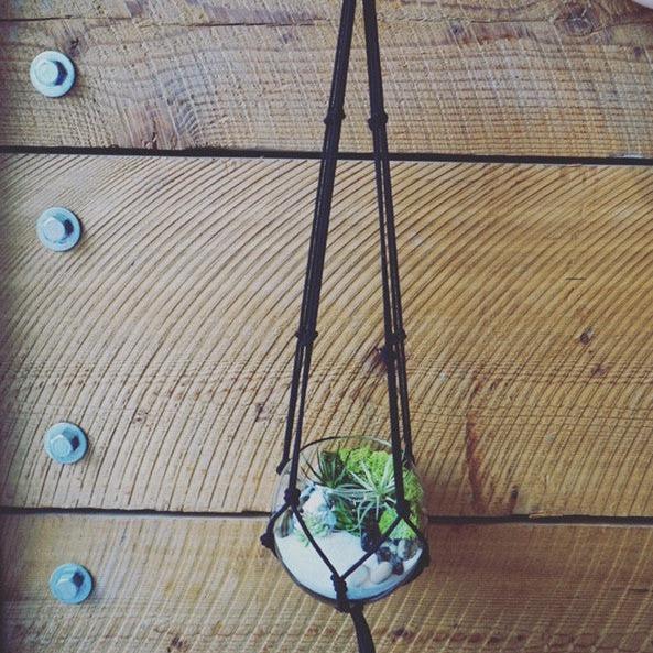Hanging Terrarium Kit - Ed's Plant Shop