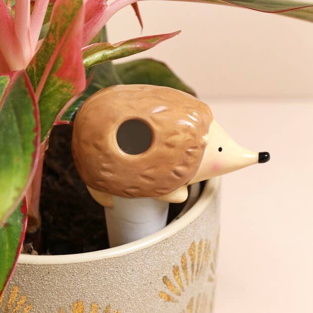 Hedgehog Self Watering Spike - Ed's Plant Shop