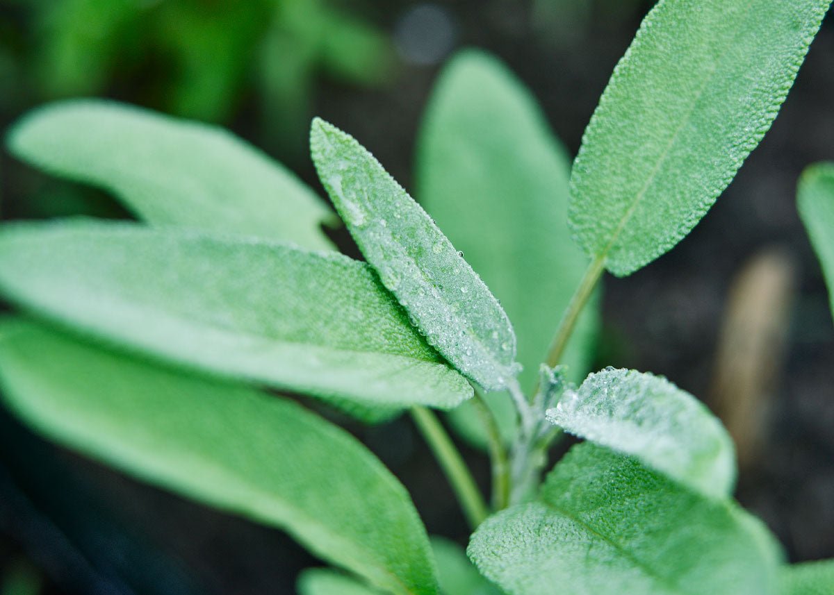 Homegrown Wellness - Seed Collection - Ed's Plant Shop