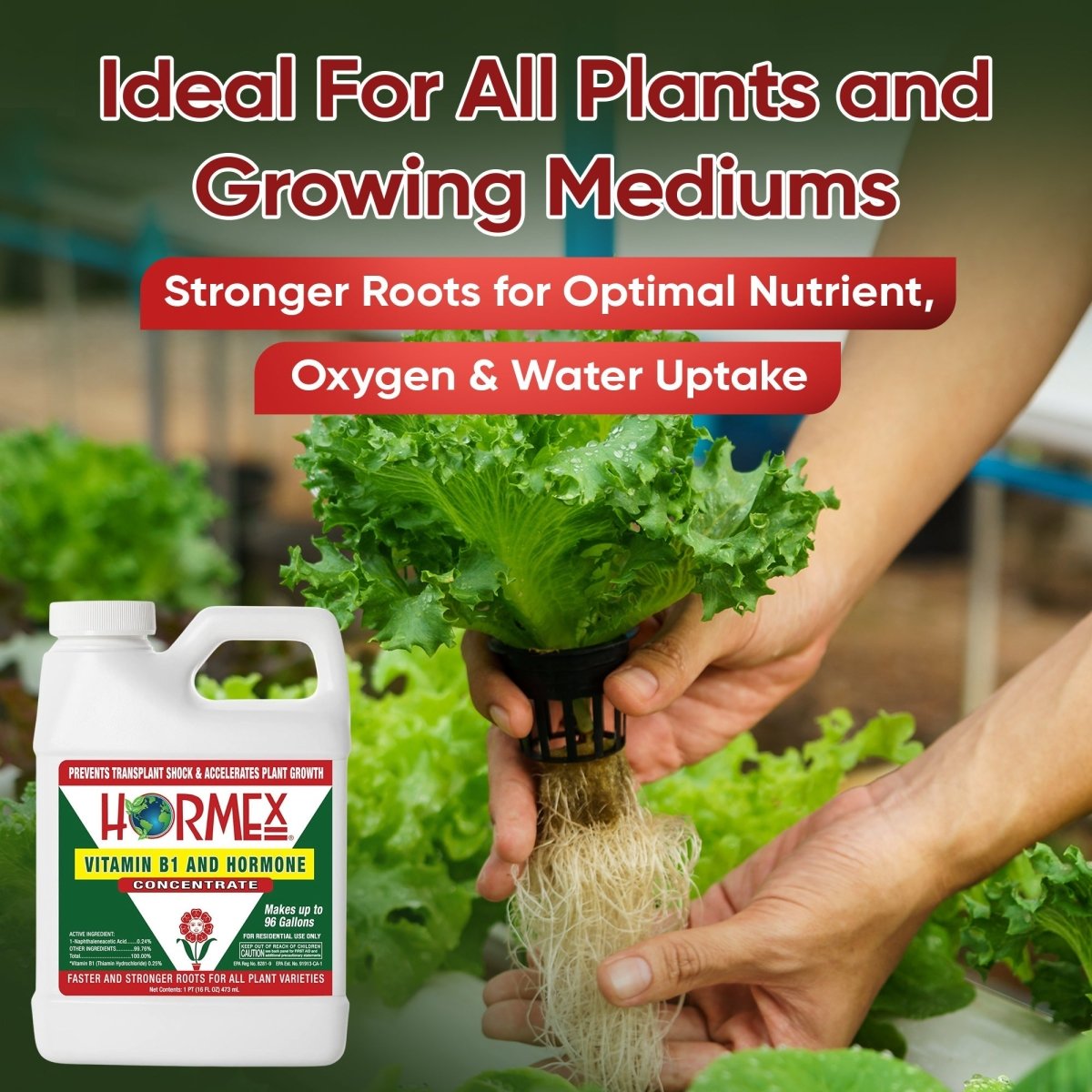 Hormex Rooting Hormone Concentrate with B1 – Root Growth & Plant Health Booster - Ed's Plant Shop