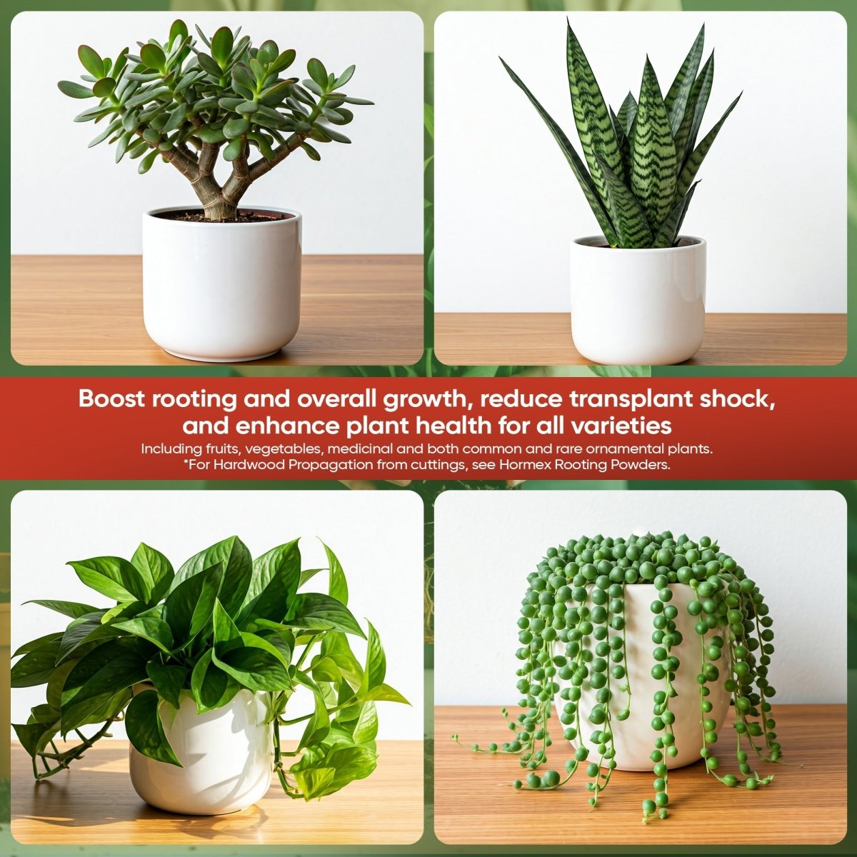 Hormex Rooting Hormone Concentrate with B1 – Root Growth & Plant Health Booster - Ed's Plant Shop