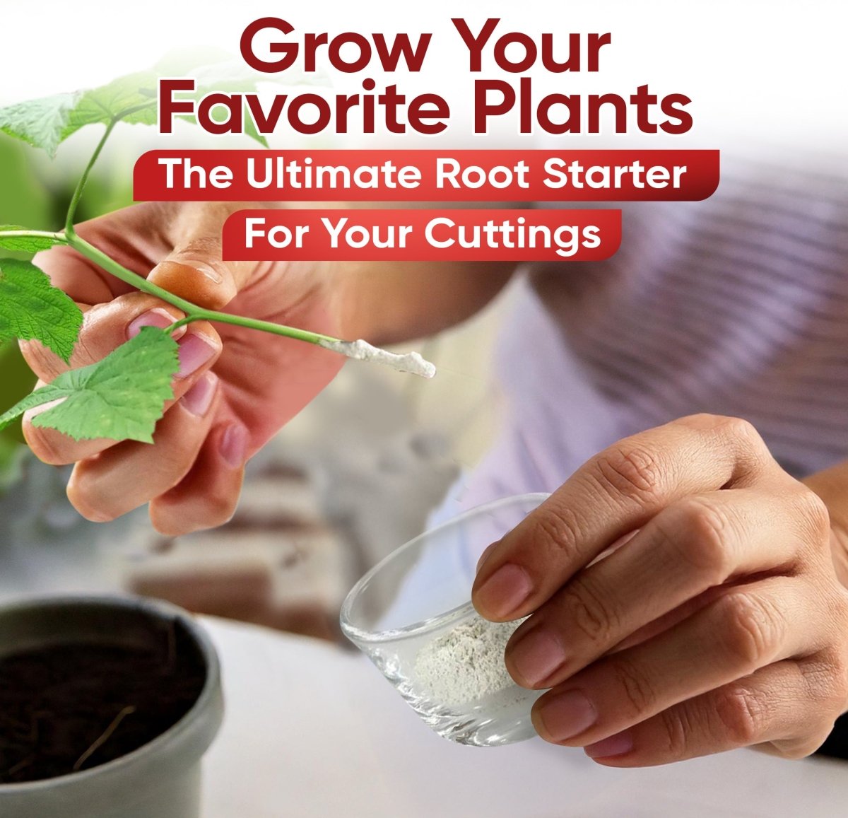 Hormex Rooting Powder 1 – 0.10% IBA Cloning & Rooting Hormone for Softwood, Herbs & Succulent Cuttings - Ed's Plant Shop