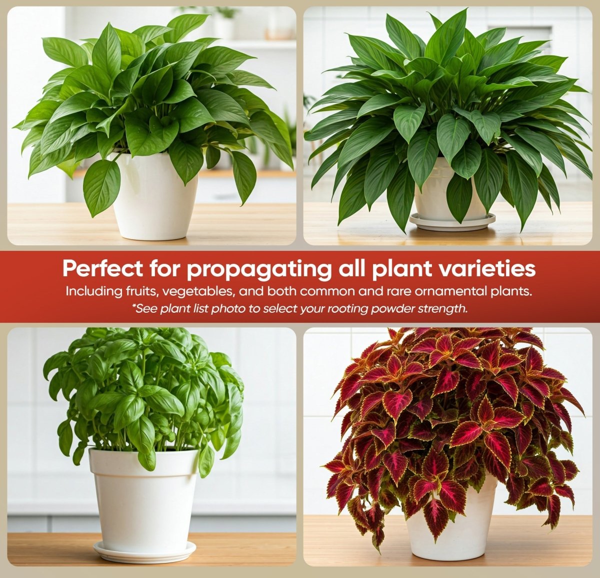 Hormex Rooting Powder 1 – 0.10% IBA Cloning & Rooting Hormone for Softwood, Herbs & Succulent Cuttings - Ed's Plant Shop