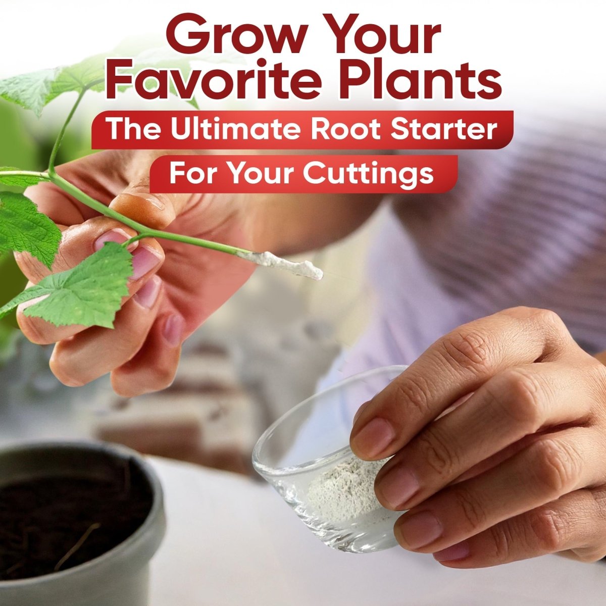 Dipping a hardwood cutting into Hormex Rooting Powder #16