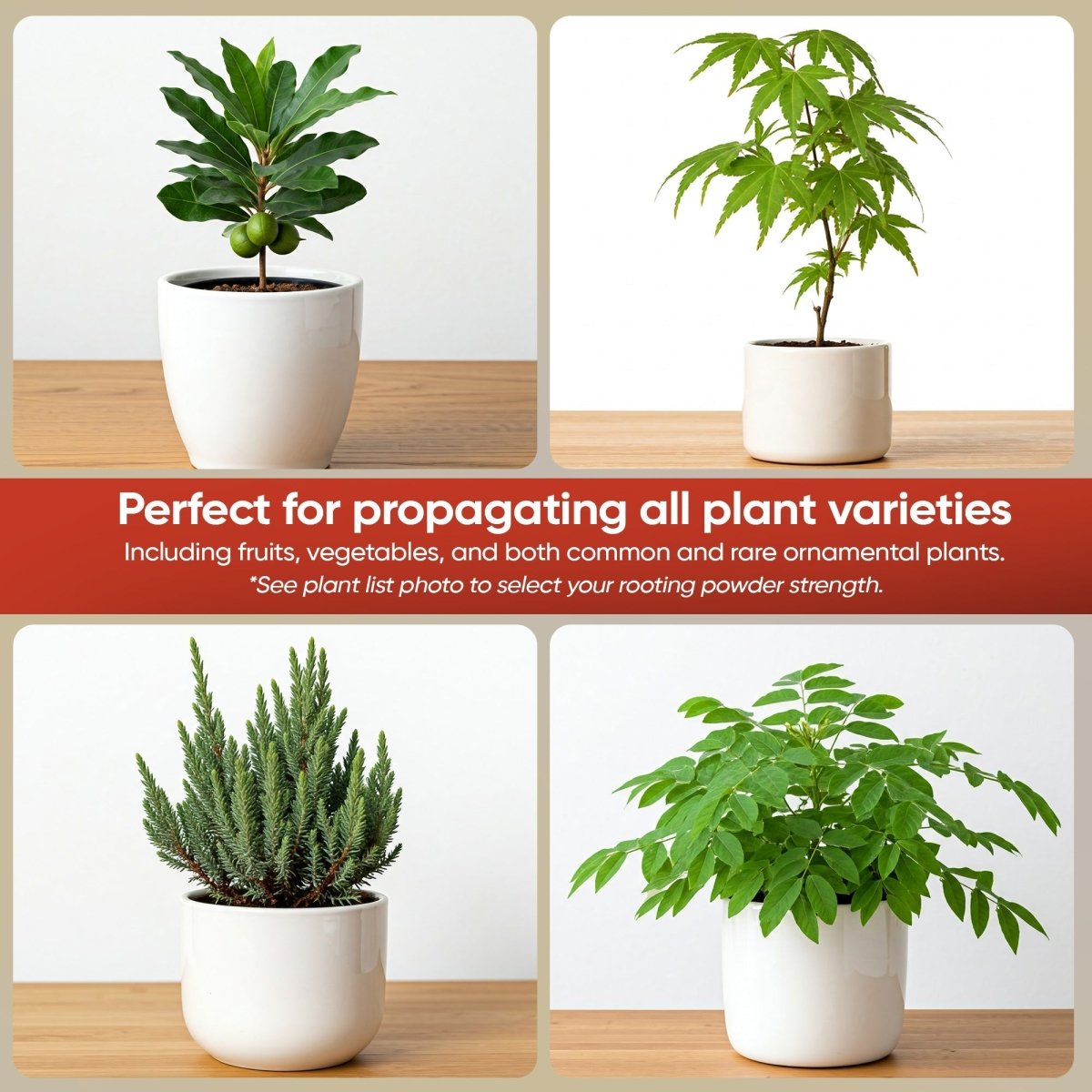 Hormex Rooting Powder 16 – 1.60% IBA Professional - Grade Cloning Hormone for Difficult Hardwood Cuttings - Ed's Plant Shop