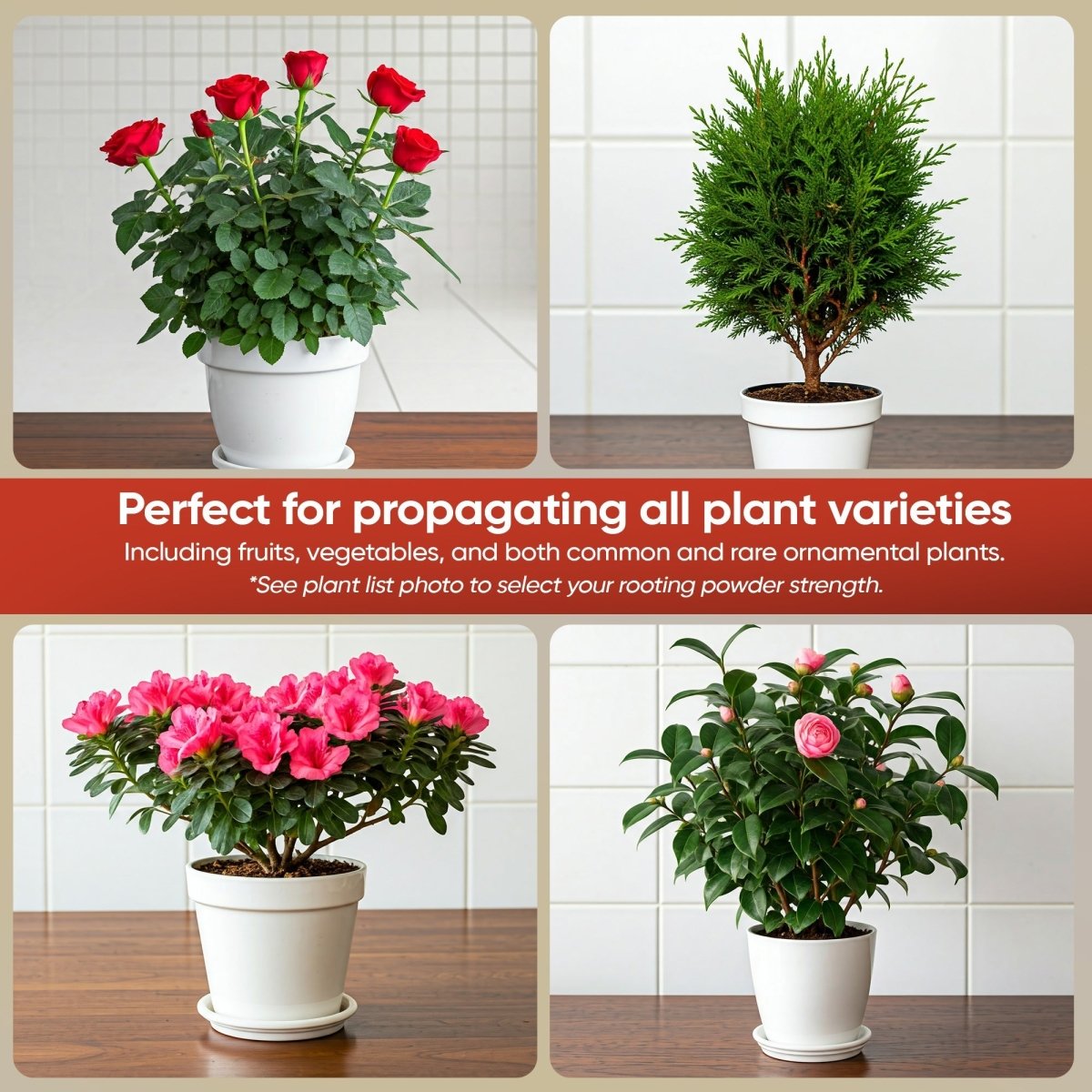 Hormex Rooting Powder 3 – 0.30% IBA Cloning Hormone for Home & Garden Cuttings - Ed's Plant Shop